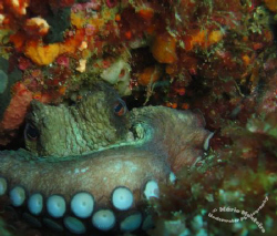 beautifull eyes 8)
(photo slightly croped) by Mário Monteiro 